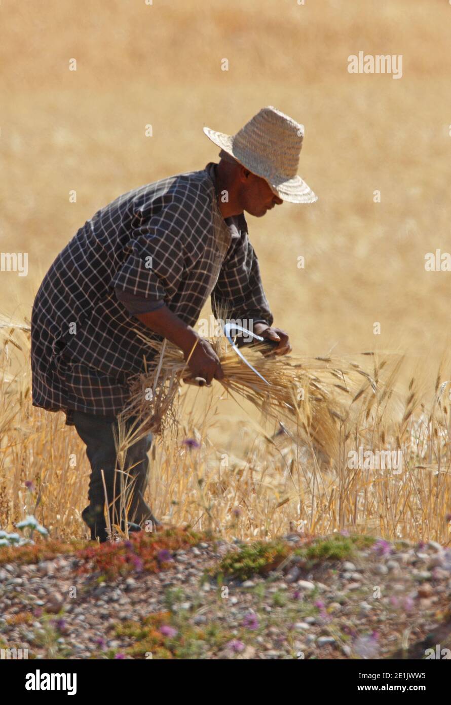 peasant harvesting barley by hand Morocco May Stock Photo Alamy