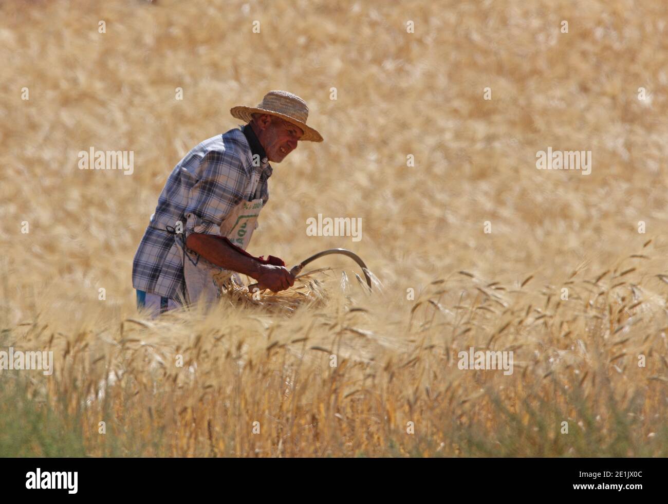 peasant harvesting barley by hand Morocco May Stock Photo Alamy