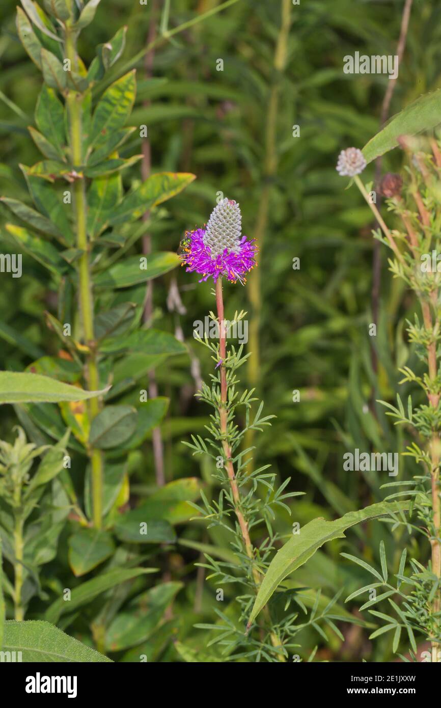 Purple Prairie Clover, Dalea purpurea Stock Photo