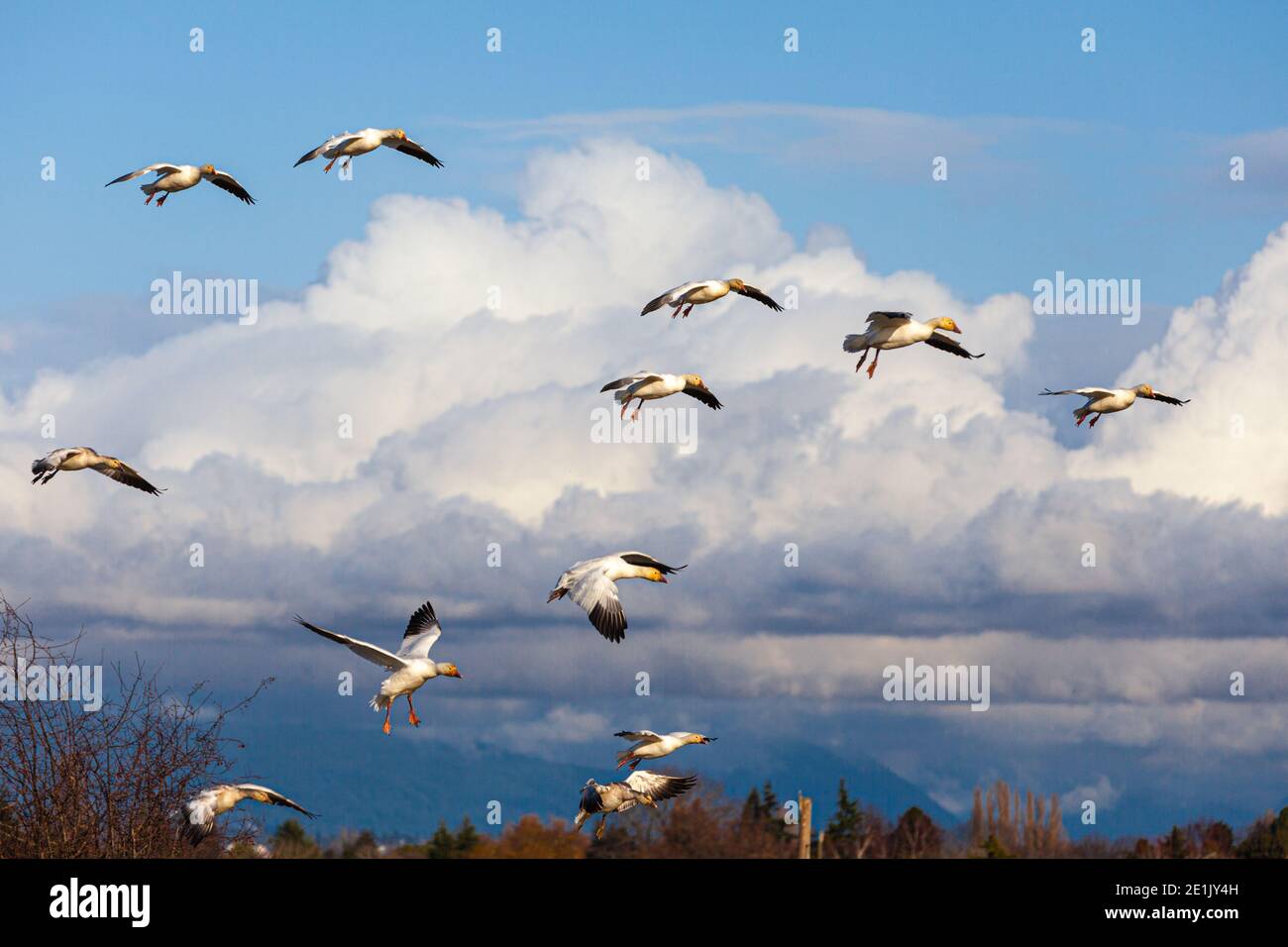 Six Snow Geese on their final glide to a landing spot in Garry Park Steveston British Columbia Canada Stock Photo