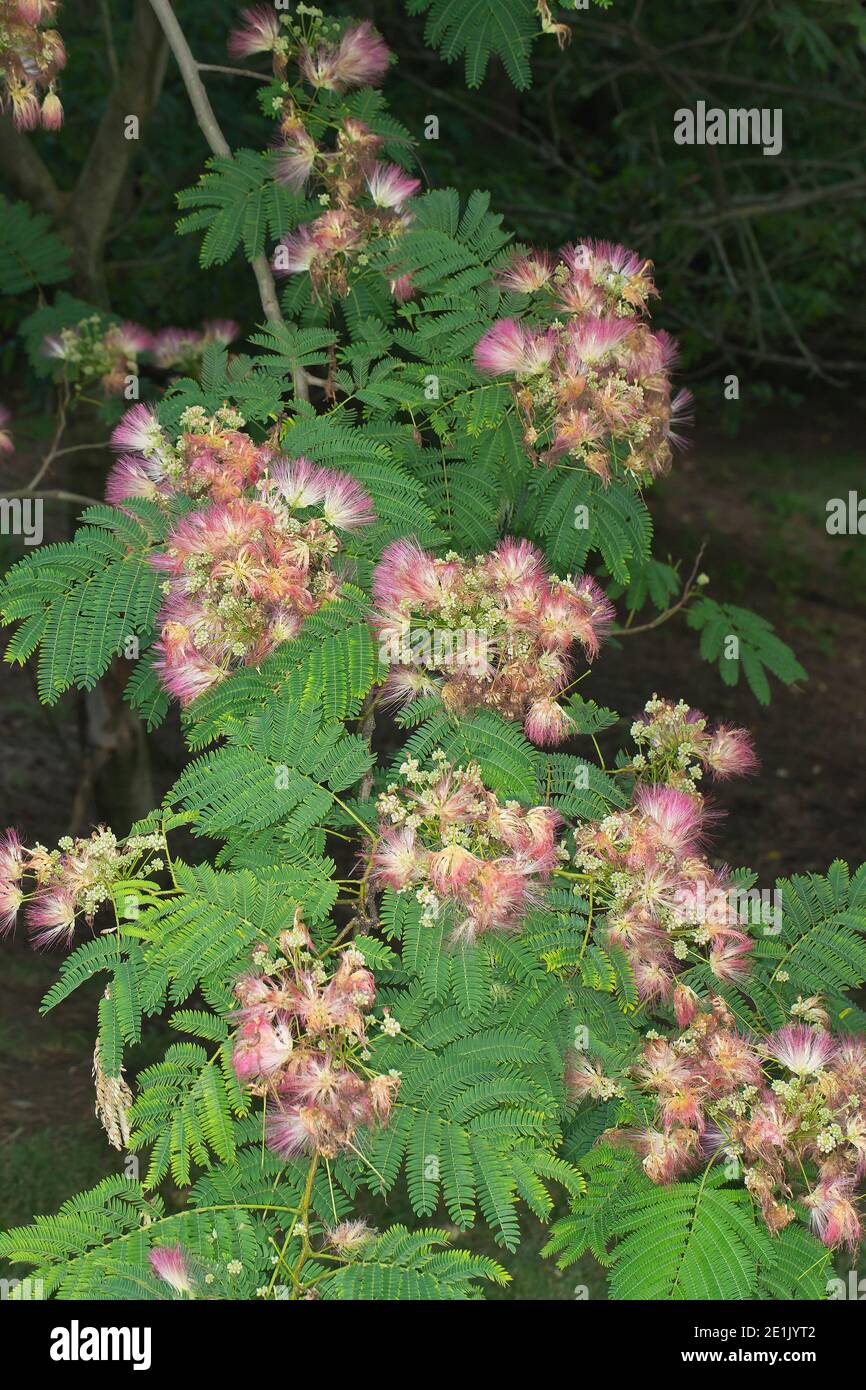 Persian Silk Tree Julibrissin High Resolution Stock Photography and Images Alamy