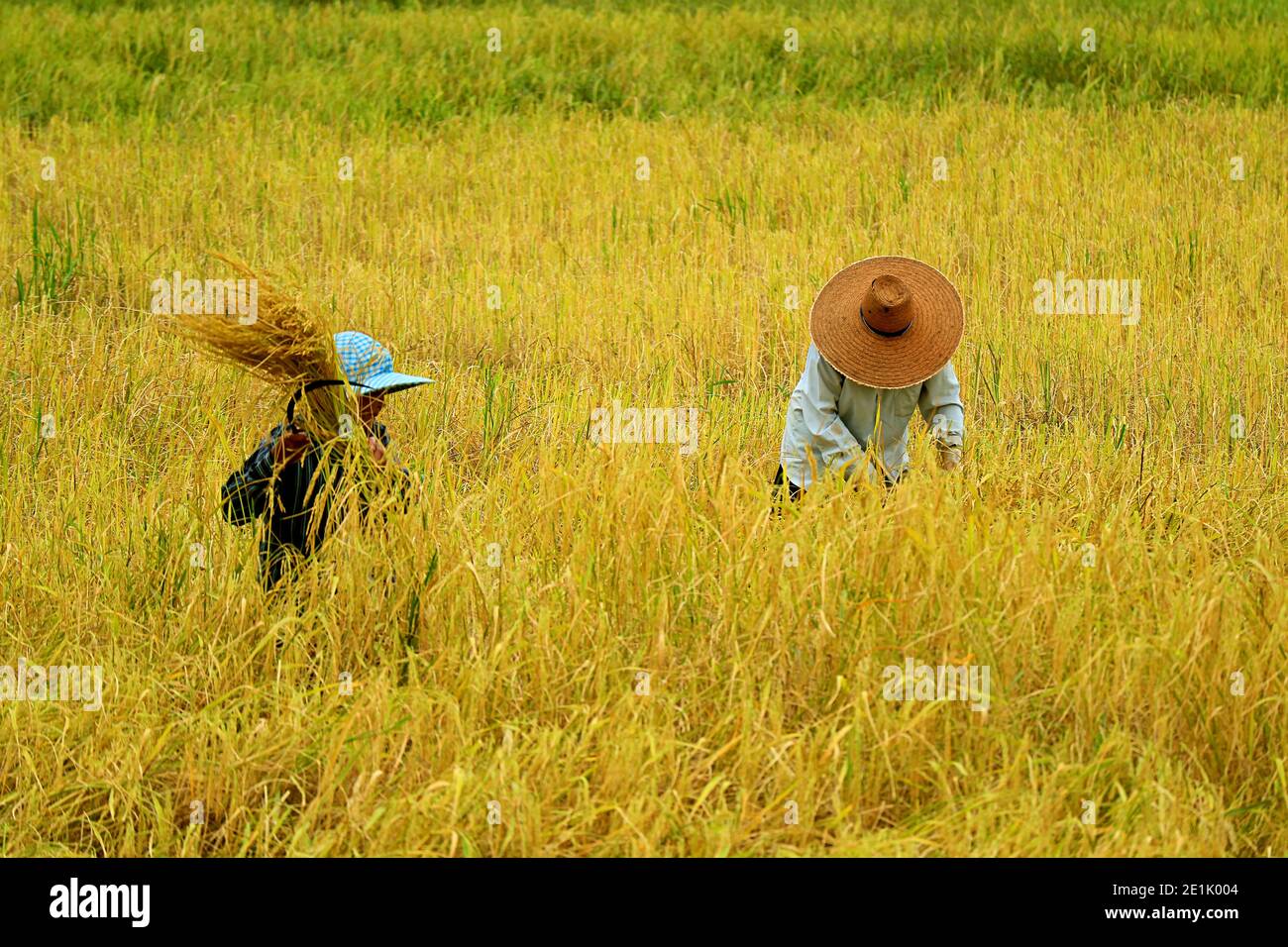 Harvesting Rice By Hand High Resolution Stock Photography and Images