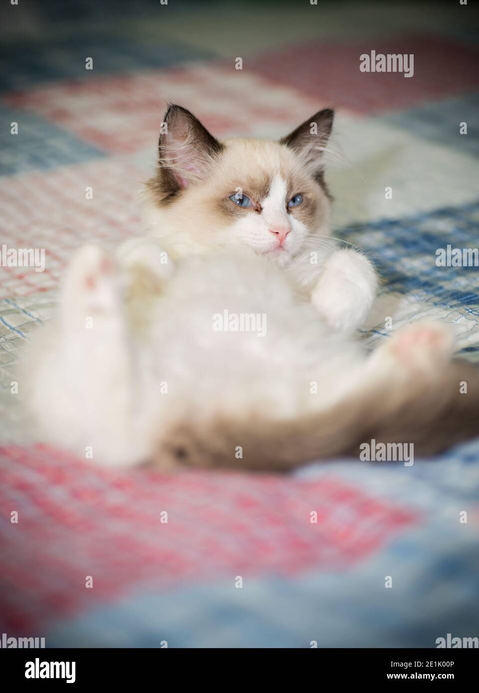 small two month old Ragdoll kitten at home Stock Photo - Alamy