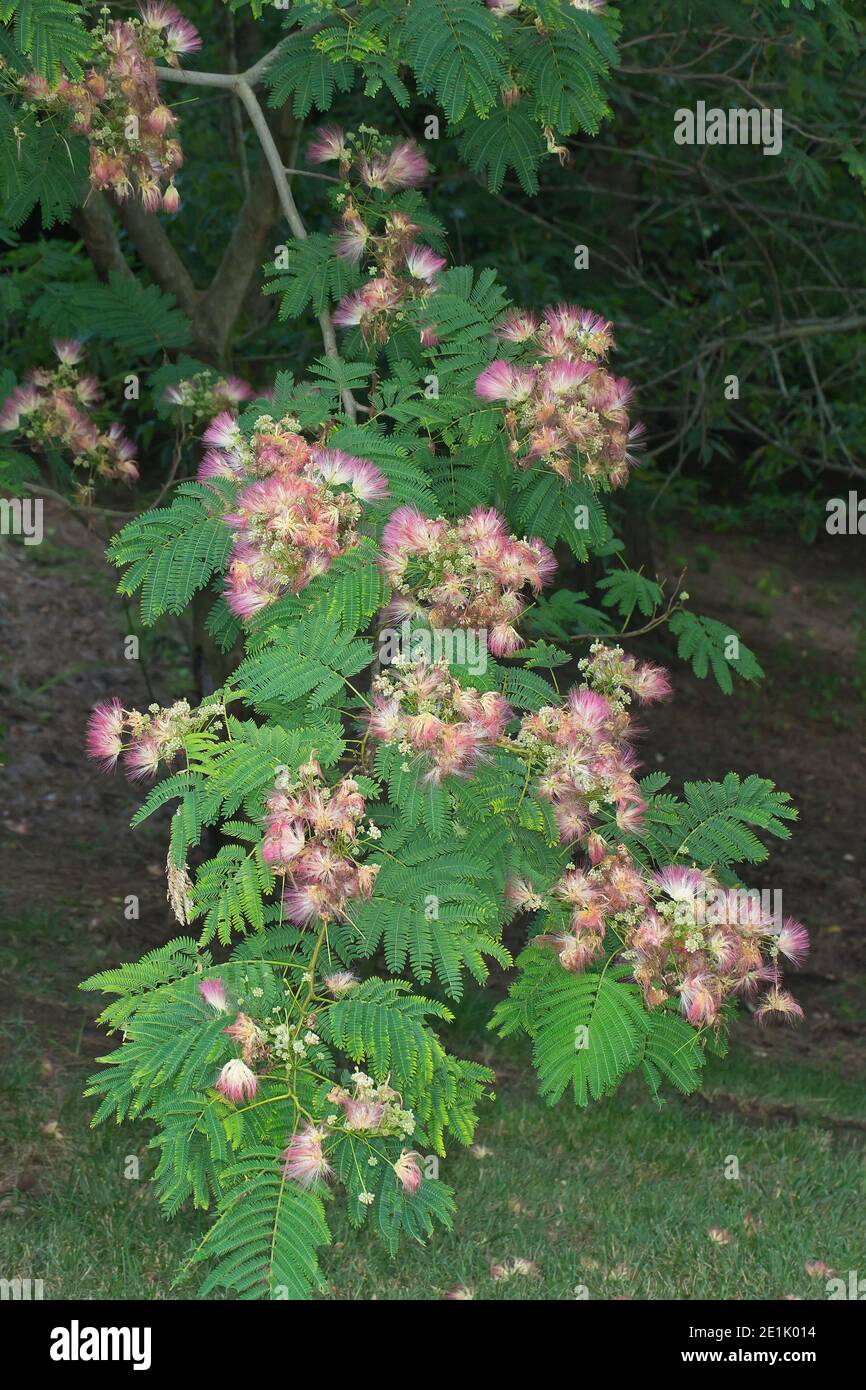 Persian Silk Tree Julibrissin High Resolution Stock Photography