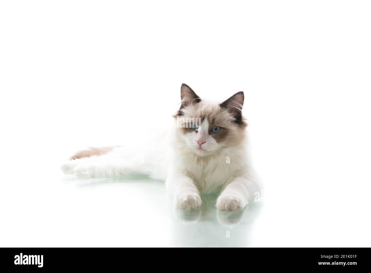 Young beautiful Ragdoll cat isolated on white background Stock Photo ...