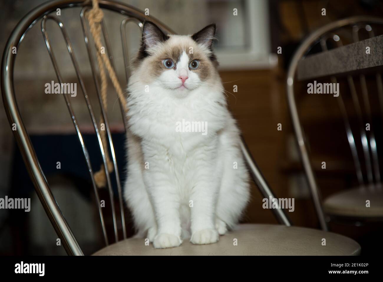 Young healthy beautiful purebred Ragdoll cat, at home Stock Photo - Alamy