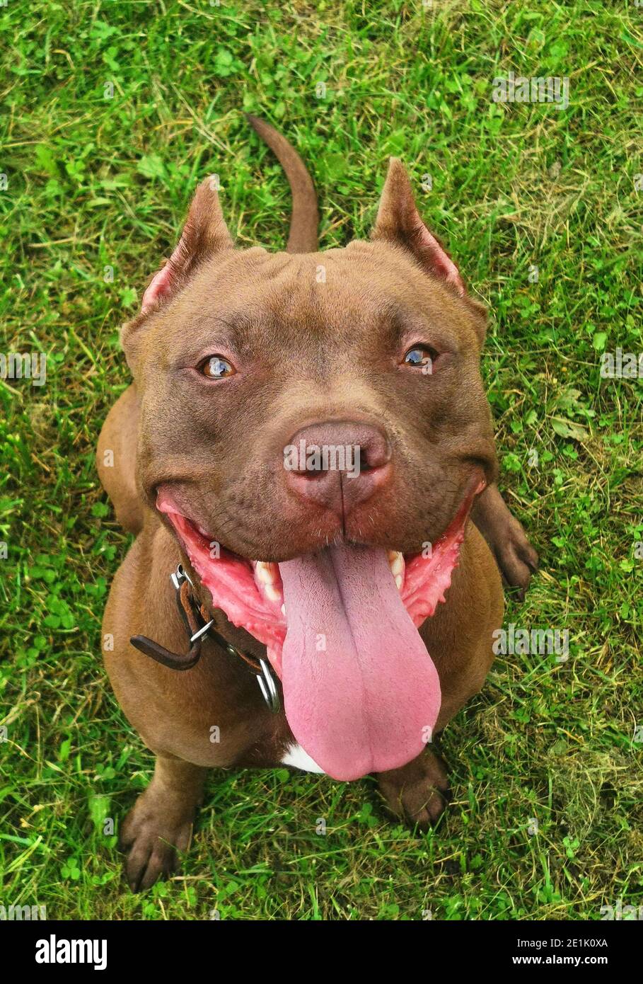 Chocolate pitbulls online
