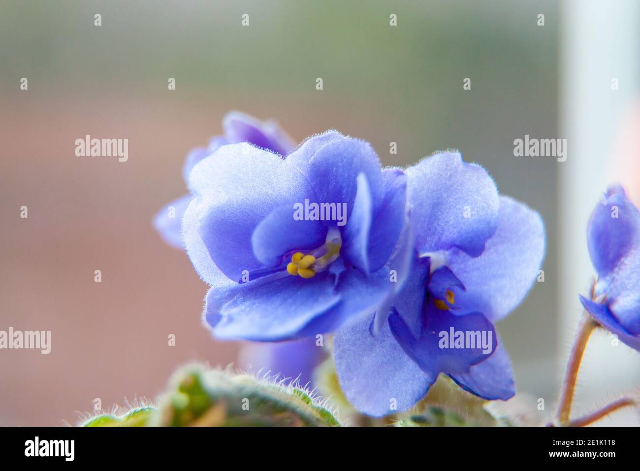 Houseplants, violet flower. Delicate flower close-up. Floral background. Stock Photo