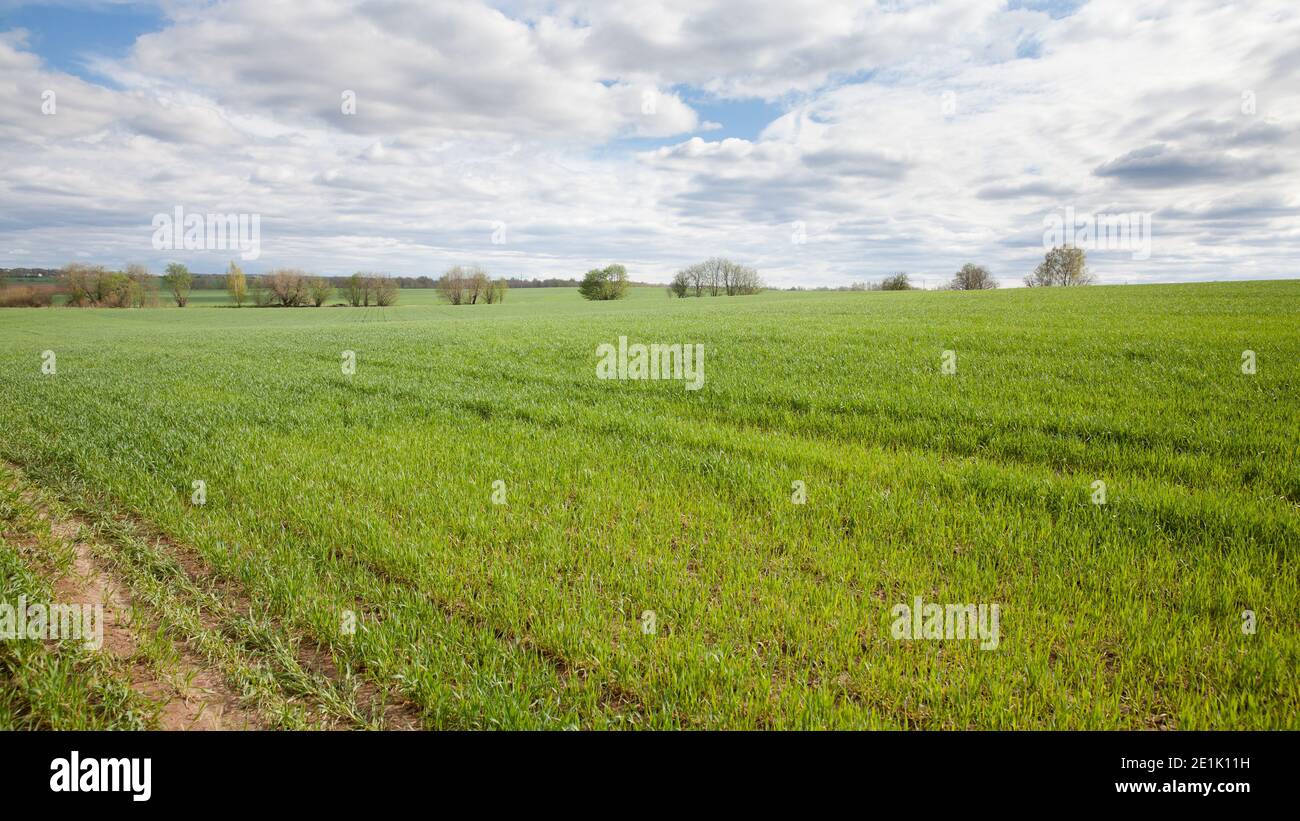 shoots of wheat in the fields. Landscape with a wheat field in spring. Wheat cultivation in Russia. Stock Photo