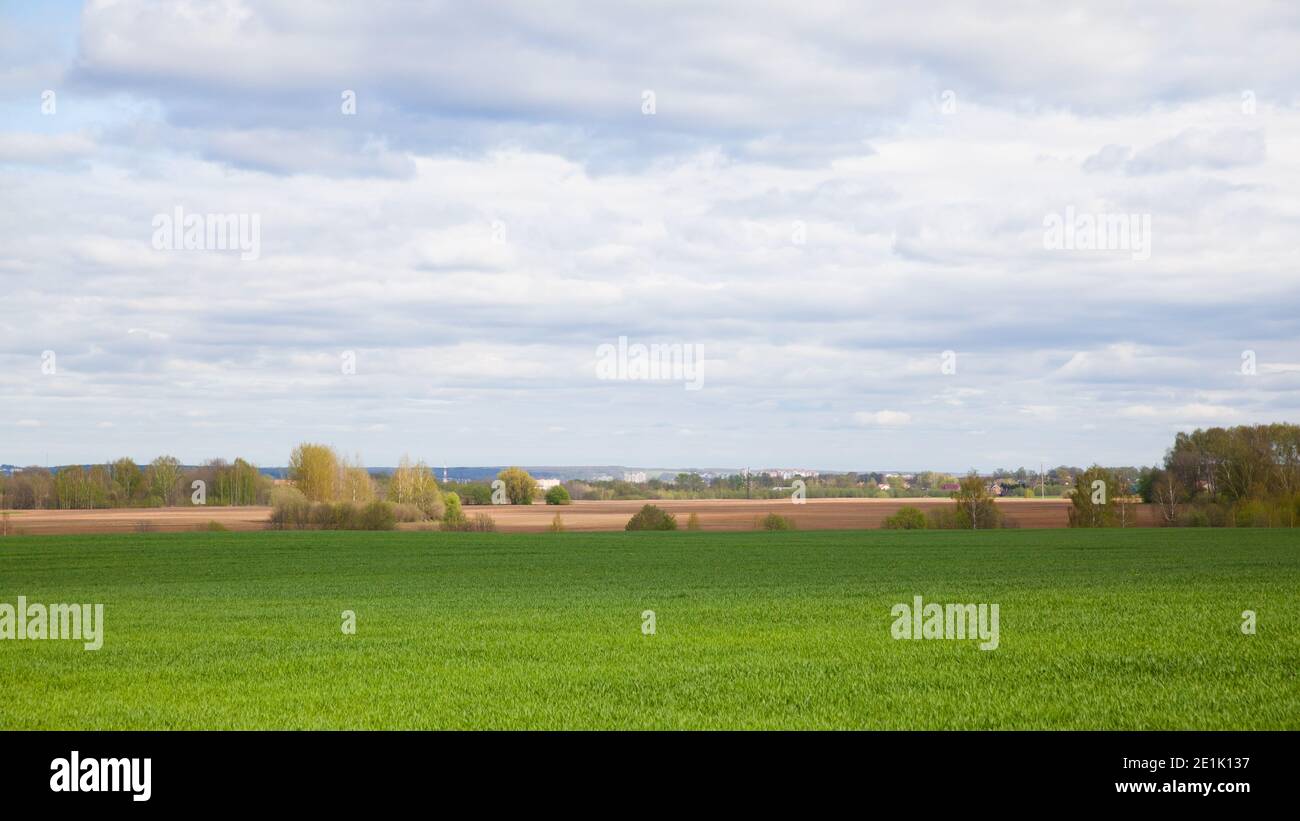 Wheat cultivation in Russia. shoots of wheat in the fields. Landscape with a wheat field in spring. Stock Photo