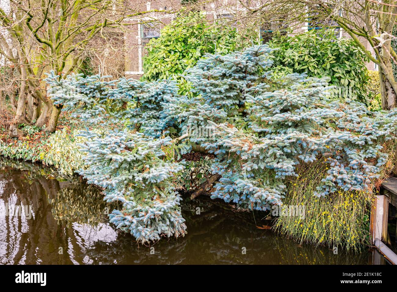 Spreading dwarf blue noble fir (Abies procera 'Glauca Prostrata') hangs over the water of a pond. Stock Photo