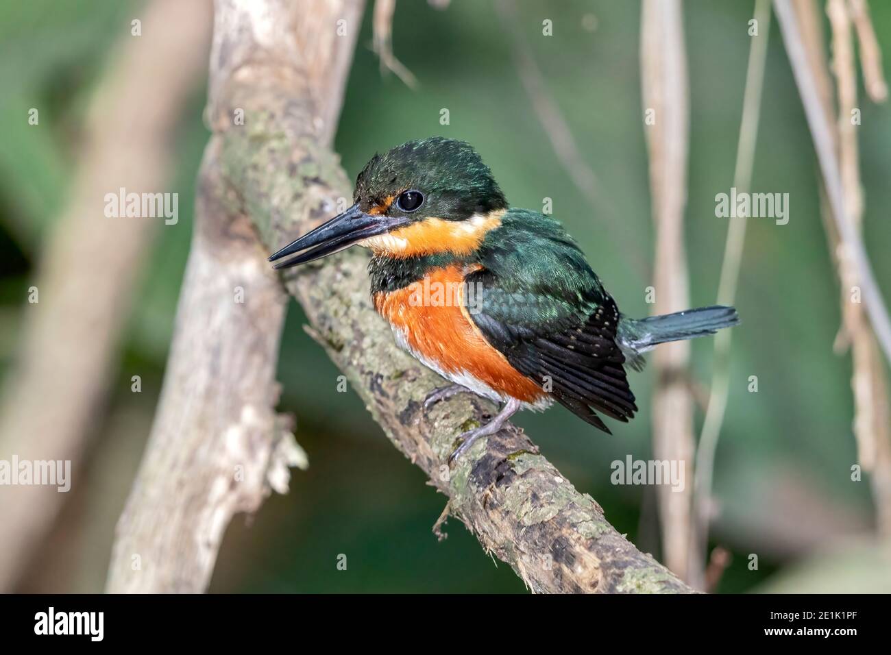 American Pygmy Kingfisher, single adult perched on tree, Costa Rica, 28 March 2019 Stock Photo