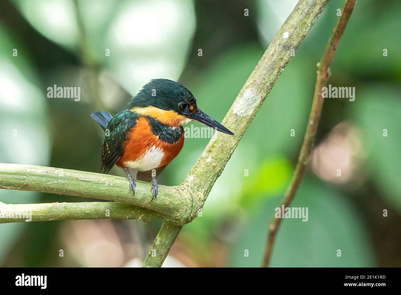 American Pygmy Kingfisher, single adult perched on branch, Costa Rica, 28 March 2019 Stock Photo