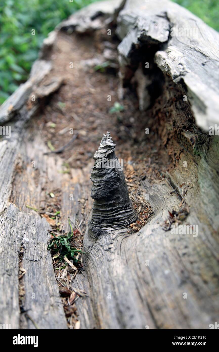 Internal structure of a branch join with a trunk, seen in a rotting