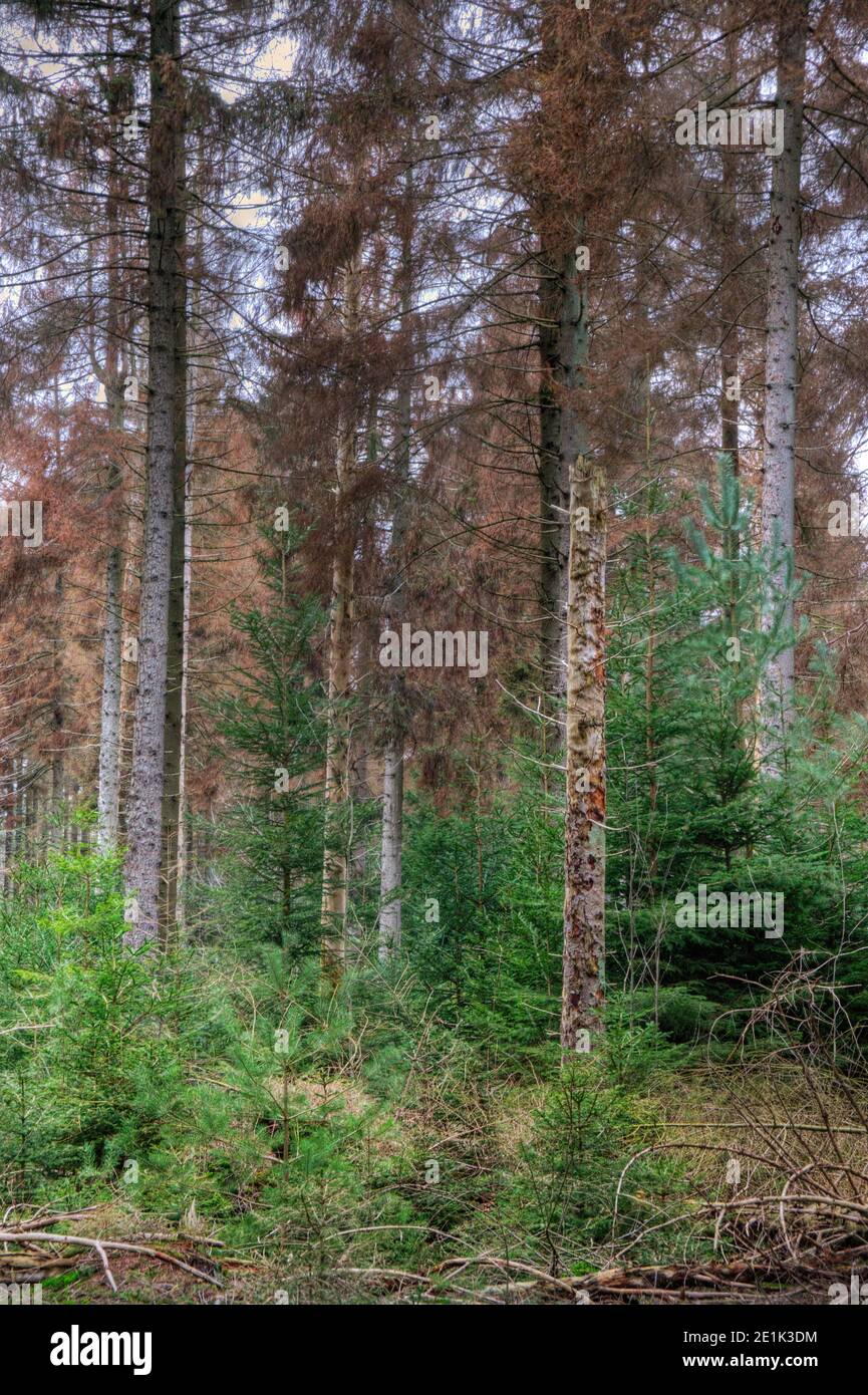 Dying forest stand of fir trees, infected by Honey mushrooms