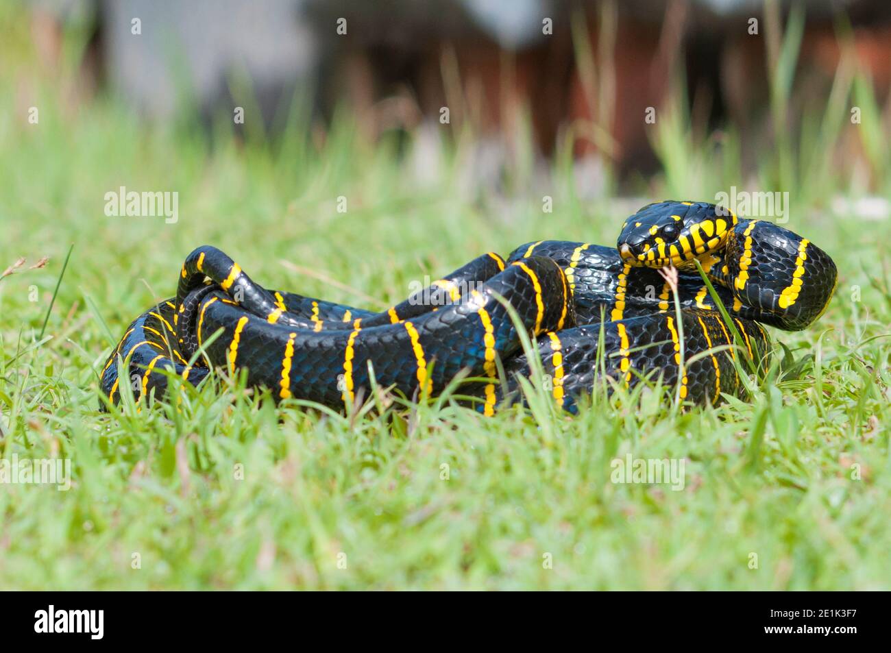Boiga dendrophila, commonly called the mangrove snake or the gold ...