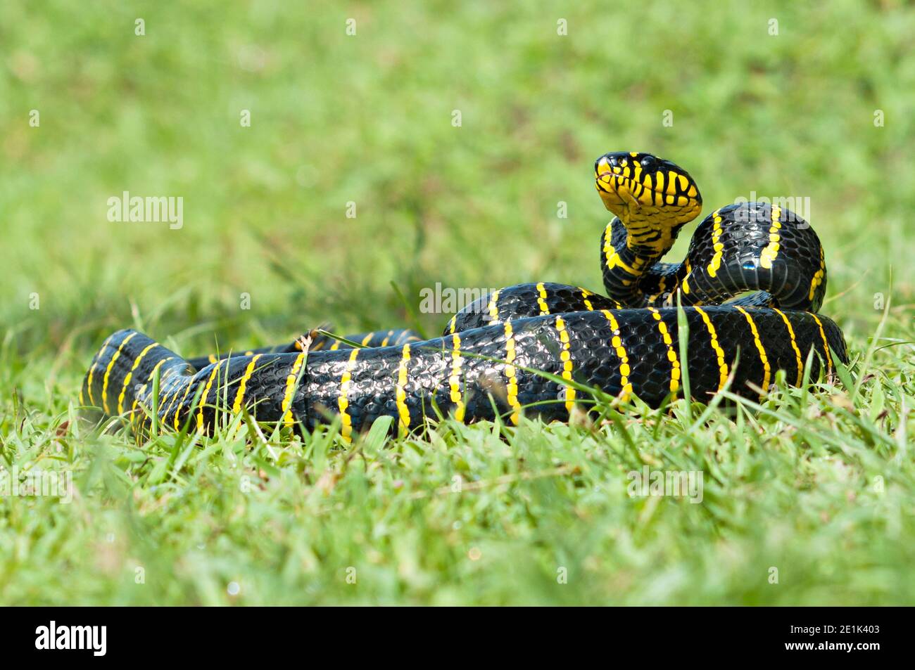 Boiga dendrophila, commonly called the mangrove snake or the gold ...