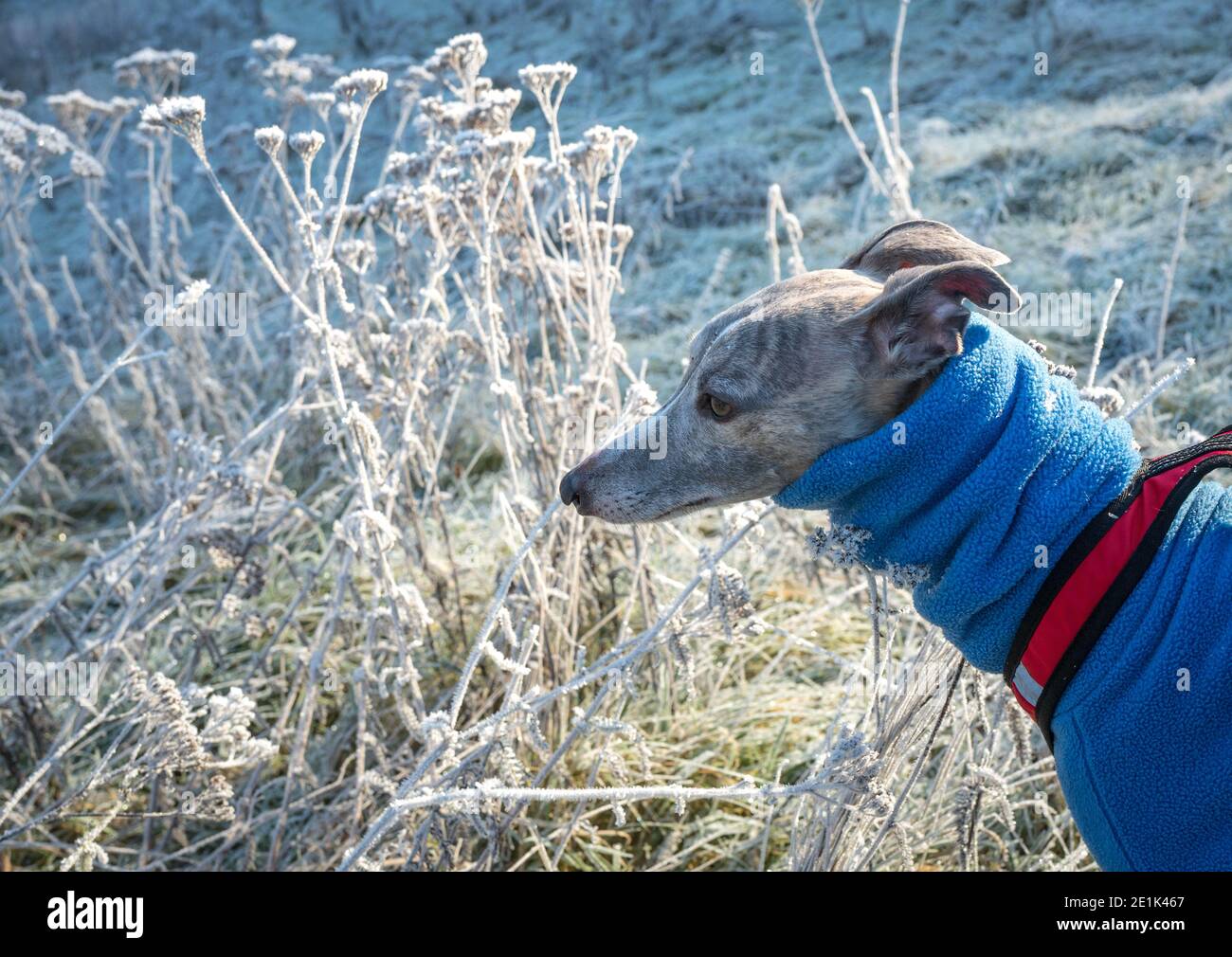 Blue coat hires stock photography and images Alamy
