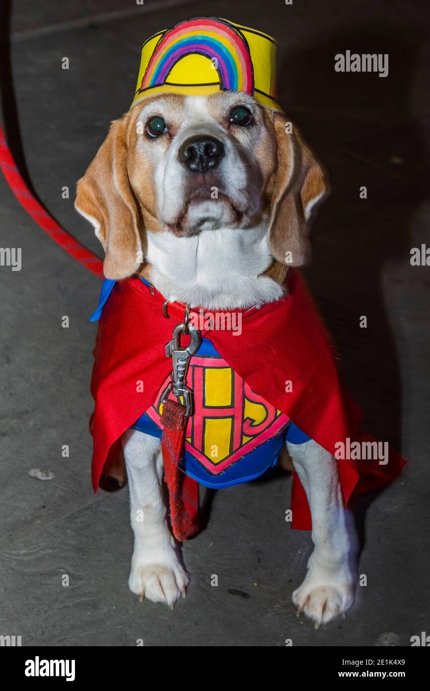 Are Dogs Allowed In Hospitals Uk