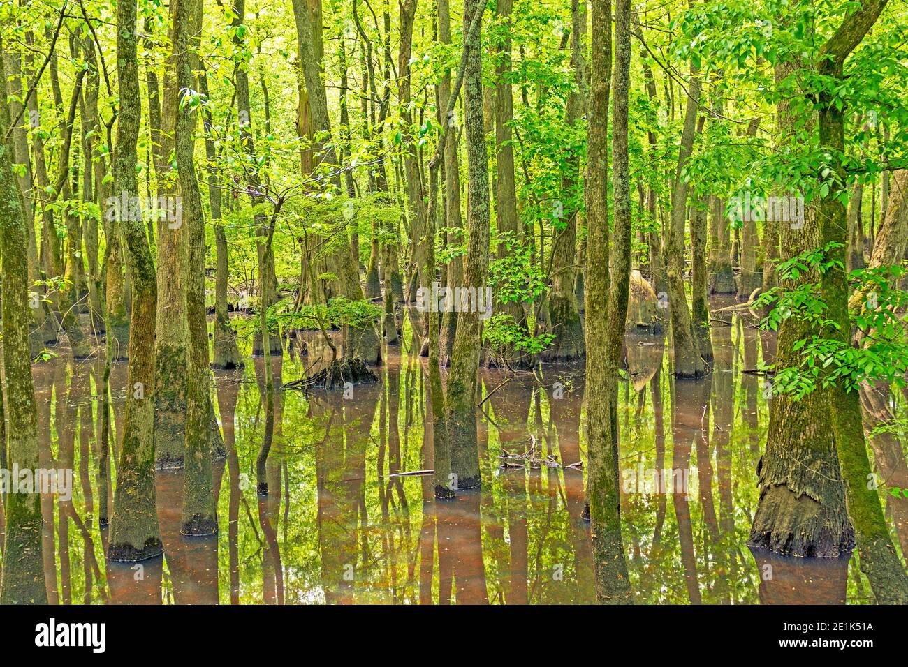 Deep in a Cypress Swamp in the Cache River State Natural Area in Illinois Stock Photo