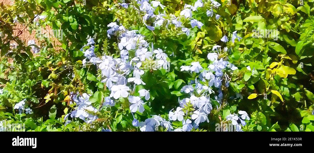 Bela-Emília (Plumbago auriculata) Blue flowers. Stock Photo