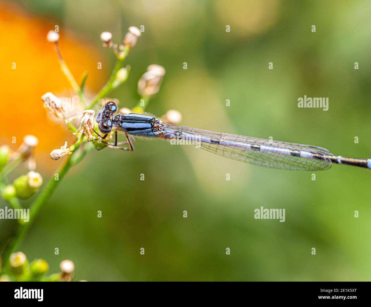 schnura heterosticta, one of at least two species with the common name common bluetail, damselfly , Coenagrionidae Stock Photo