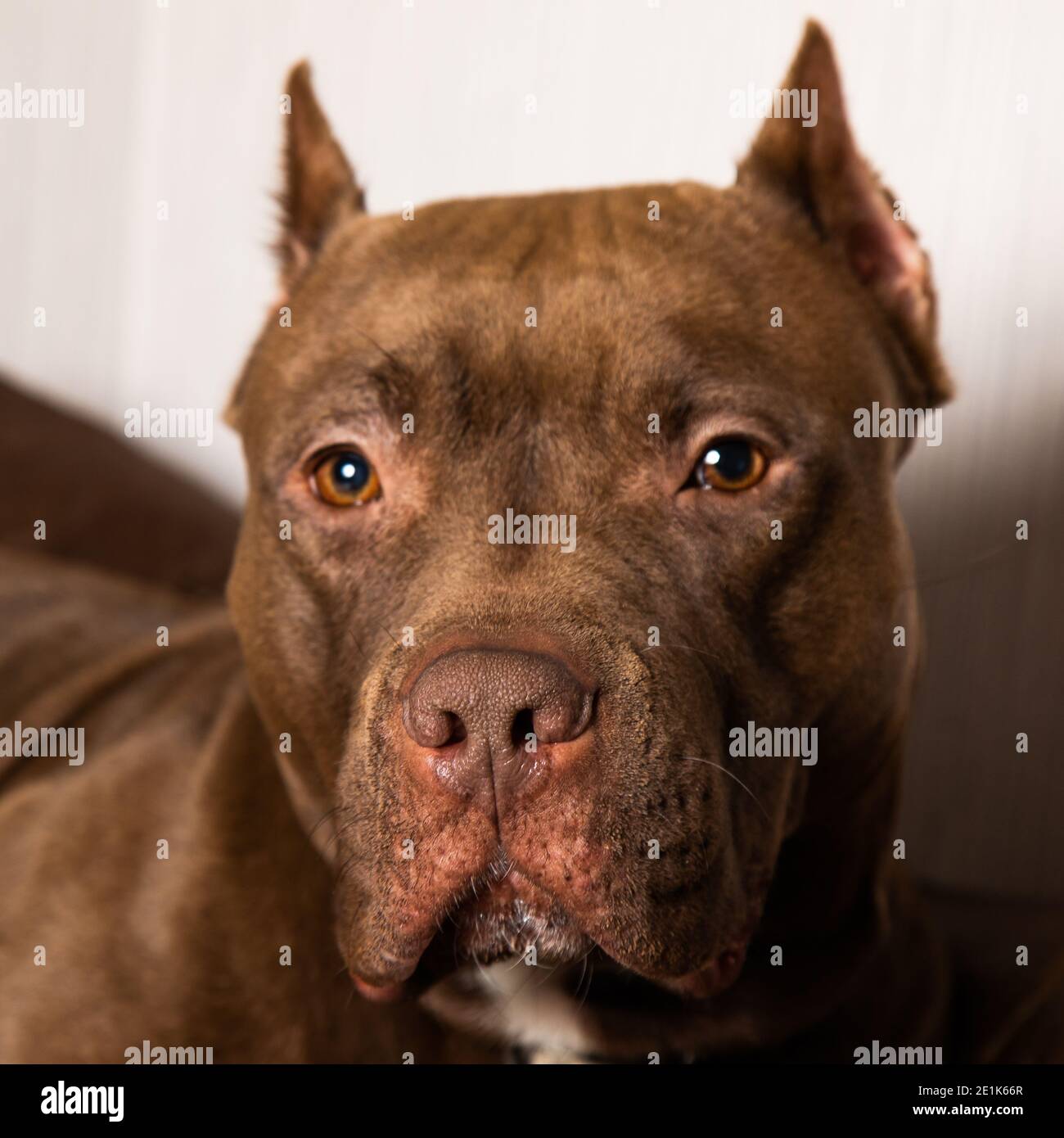 chocolate pit bull with a sad look close up Stock Photo Alamy