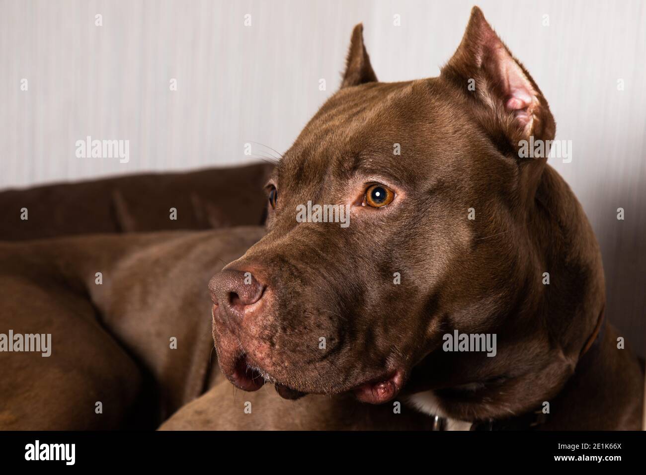 chocolate pit bull with a sad look close up Stock Photo Alamy