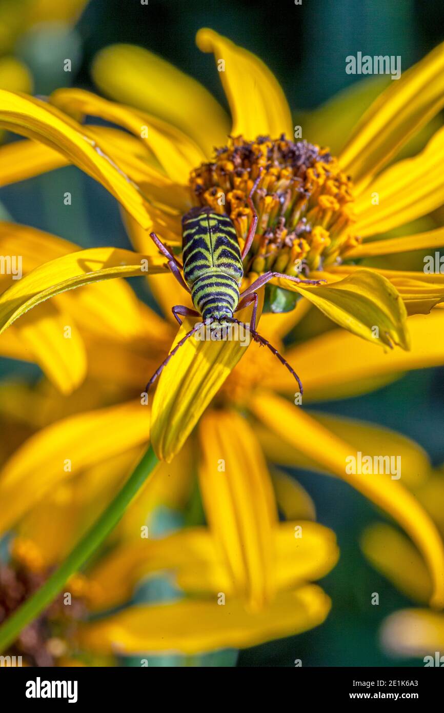 Lepturinae, the lepturine beetles, is a subfamily of the longhorn beetle family Cerambycidae Stock Photo