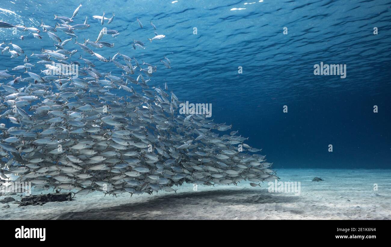 Bait ball, school of fish in shallow water of coral reef in Caribbean