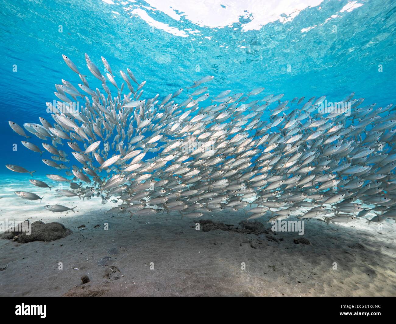 Bait ball, school of fish in shallow water of coral reef in Caribbean