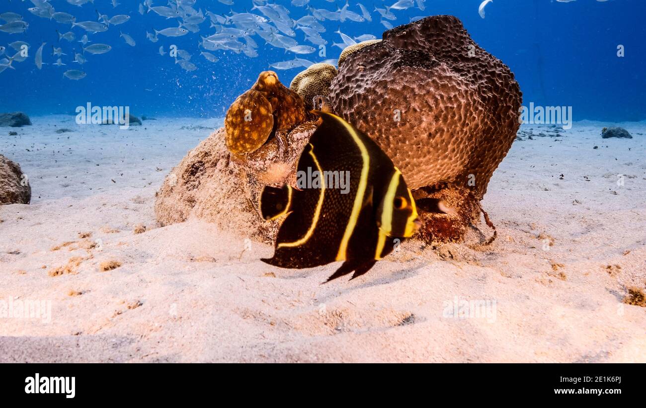 Octopus in shallow water of coral reef in Caribbean Sea / Curacao with French Angelfish, coral and big sponge Stock Photo