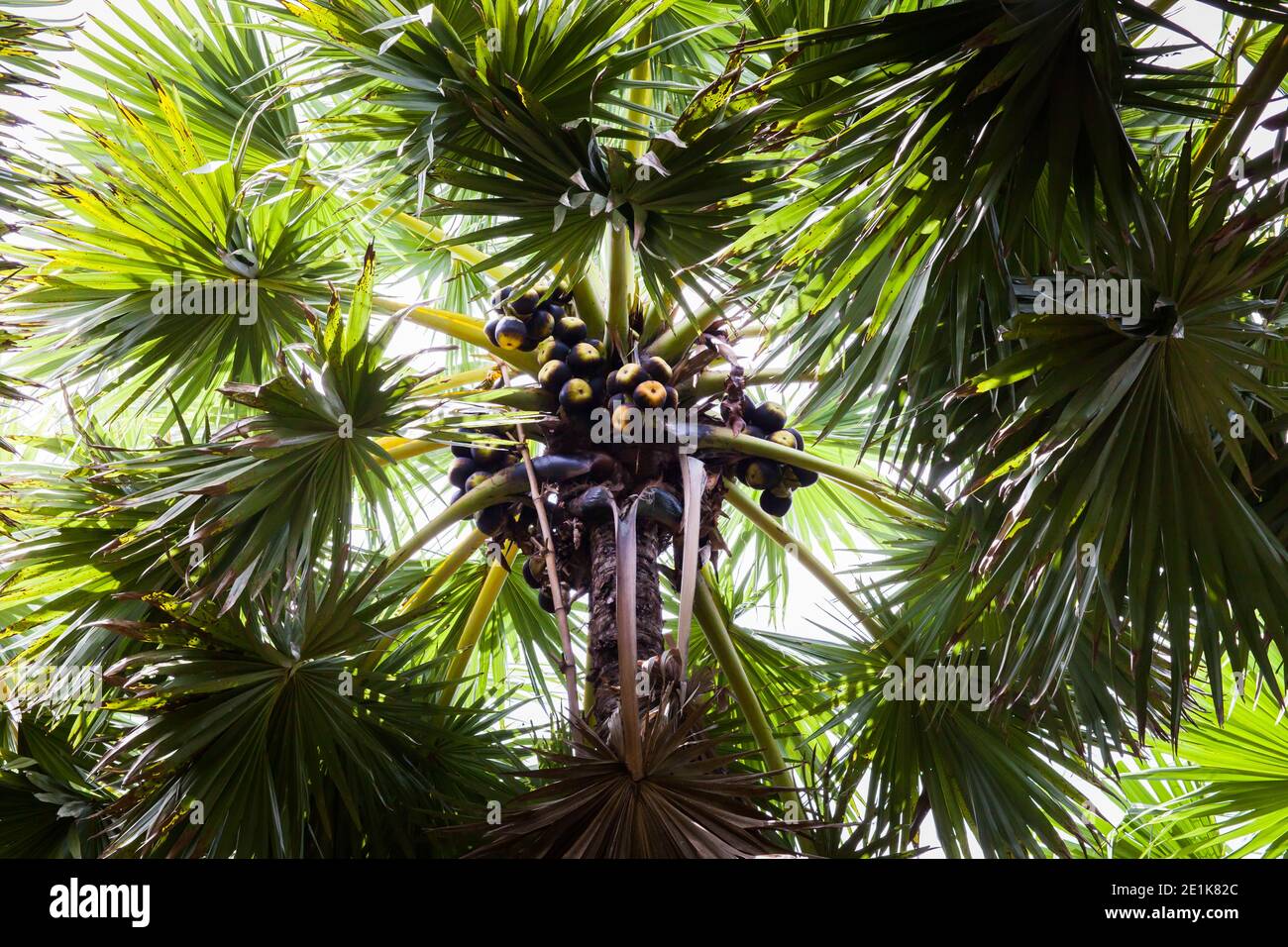 Toddy palm