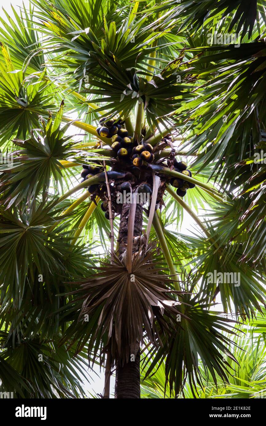 Toddy palm tree on farm Stock Photo - Alamy