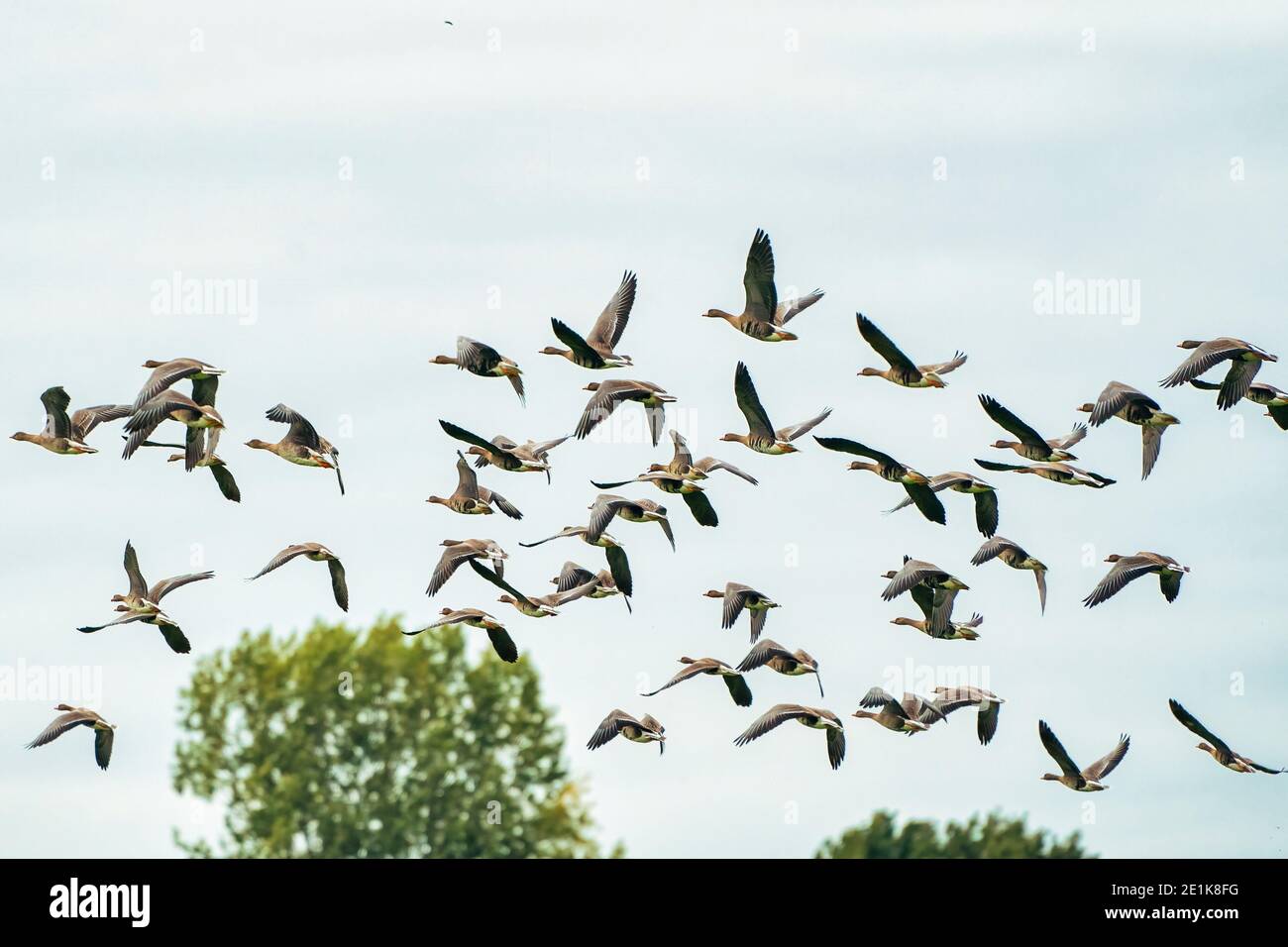 A large flock of geese silhouetted against a blue and white sky. Movement, selective focus Stock Photo