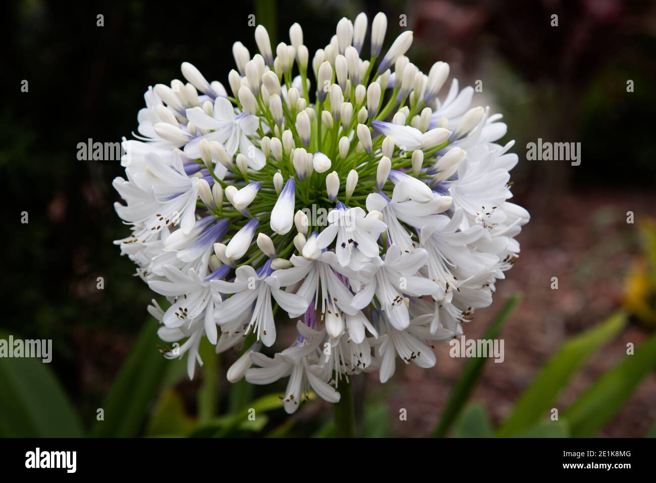 White Agapanthus flowers with hints of purple blooming in the garden Stock Photo