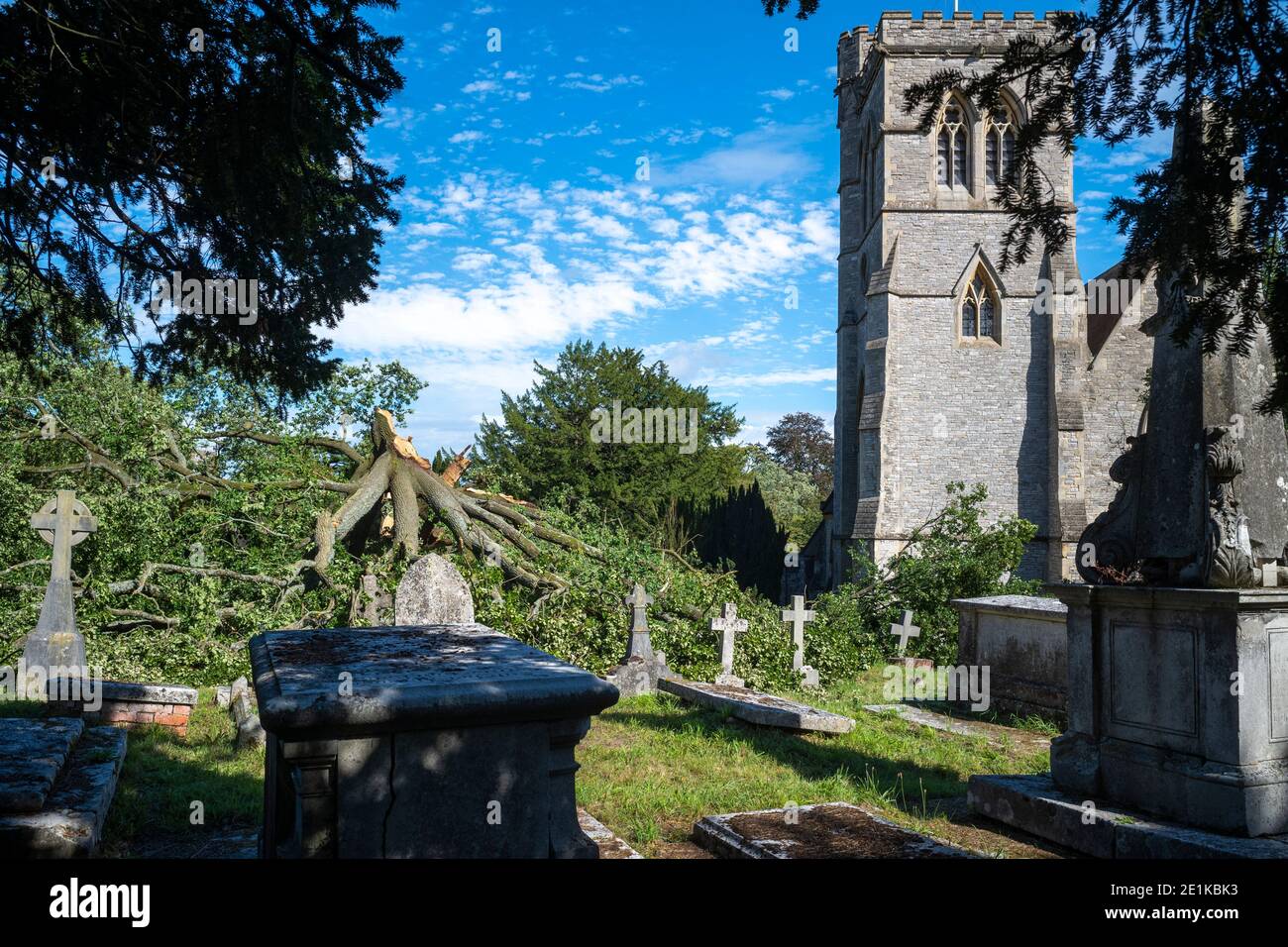 Damaged fallen ancient English oak tree, Quercus, in churchyard of a traditional parish church after period of stormy windy weather in Greater London, Stock Photo
