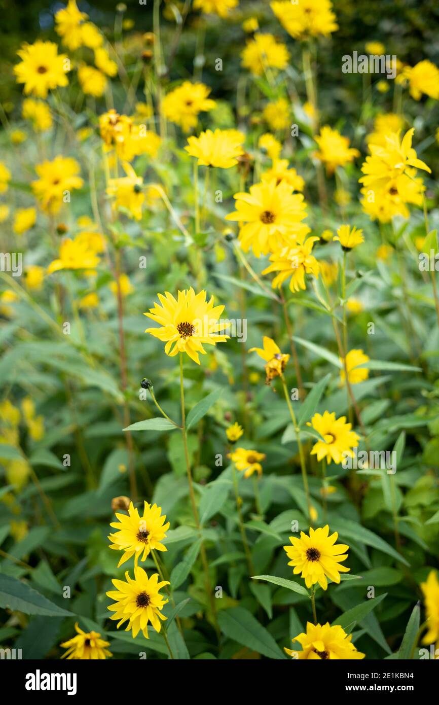 Helianthus Lemon Queen, bright yellow perennial flowering plant in daisy family Asteraceae. Floral display of tall flower in country garden, England Stock Photo