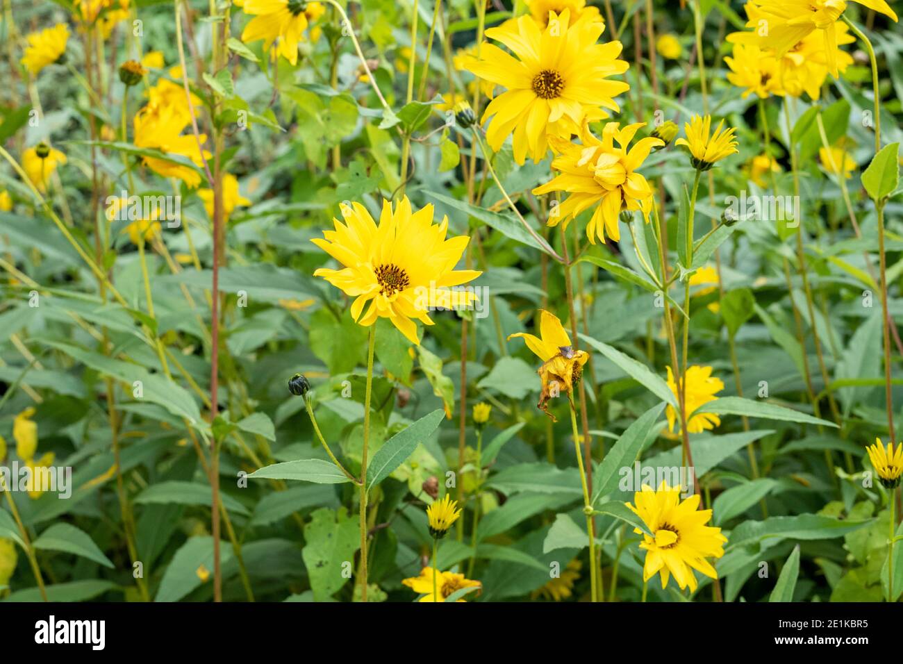 Helianthus Lemon Queen, bright yellow perennial flowering plant in daisy family Asteraceae. Floral display of tall flower in country garden, England Stock Photo