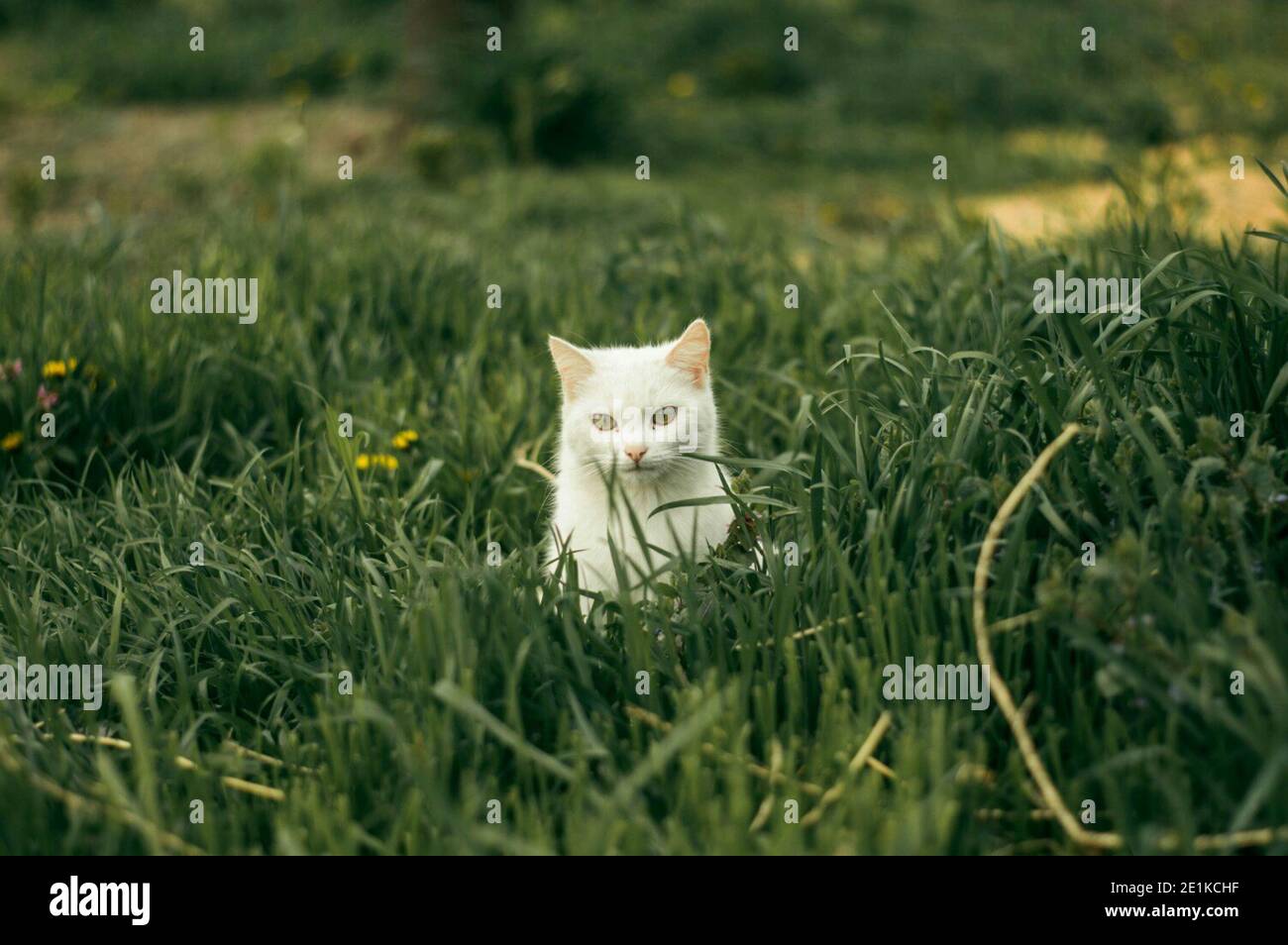 White cat in green grass. Kitten on the lawn Stock Photo - Alamy