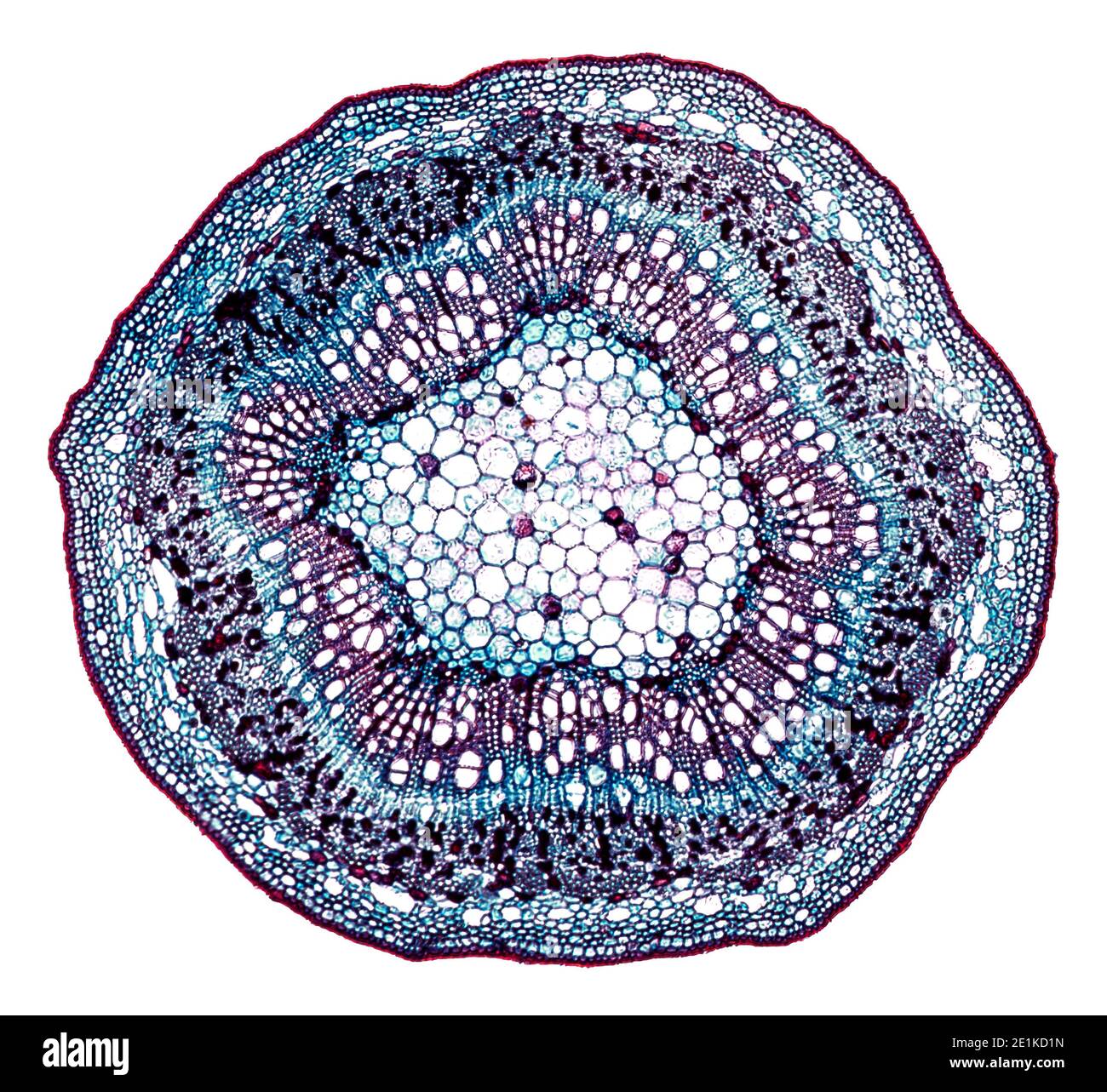 cross section cut under the microscope – microscopic view of plant cells  for botanic education Stock Photo - Alamy