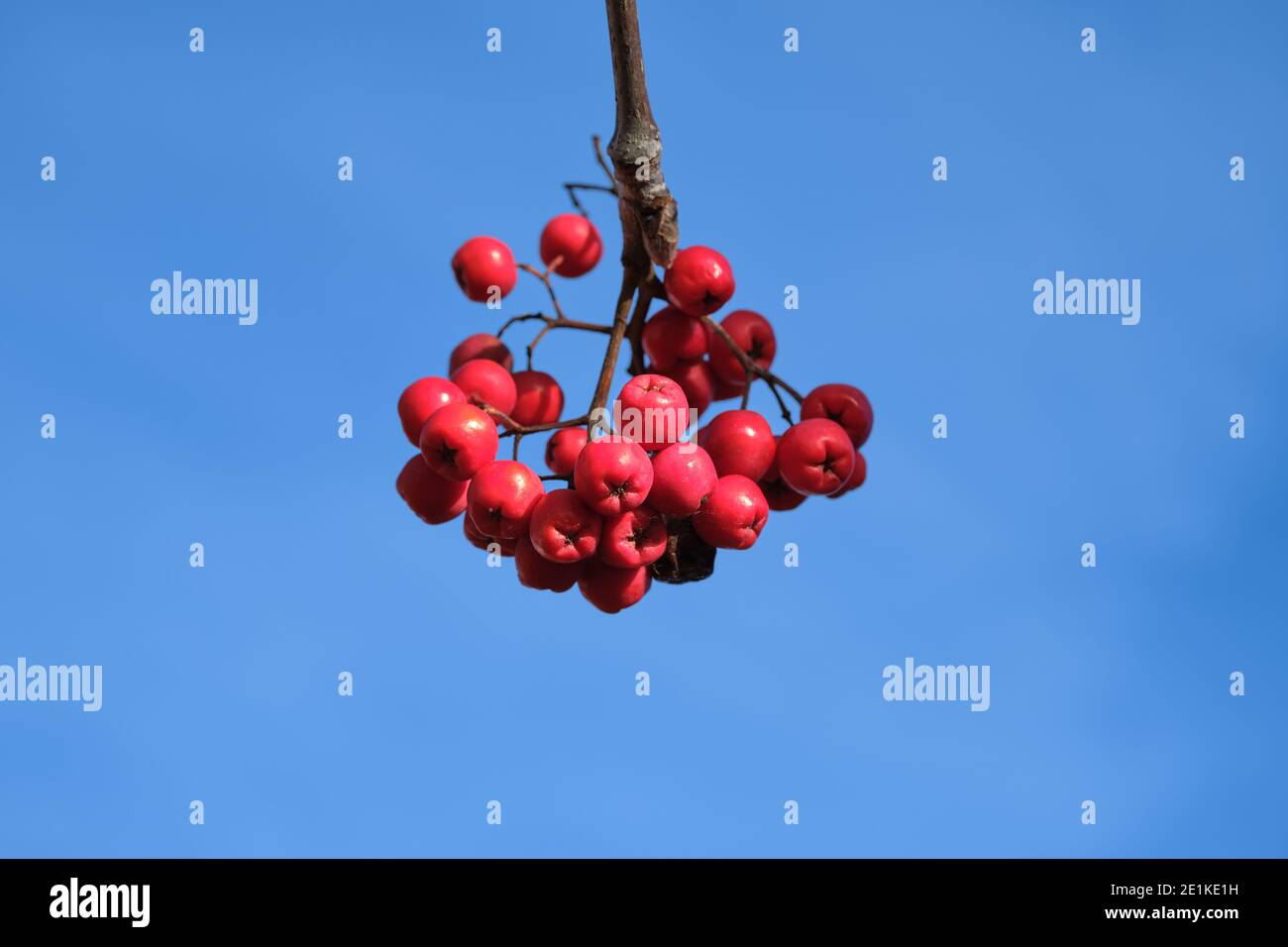 Close-up of red ripe Rowans or mountain-ashes on a branch against blue sky Stock Photo