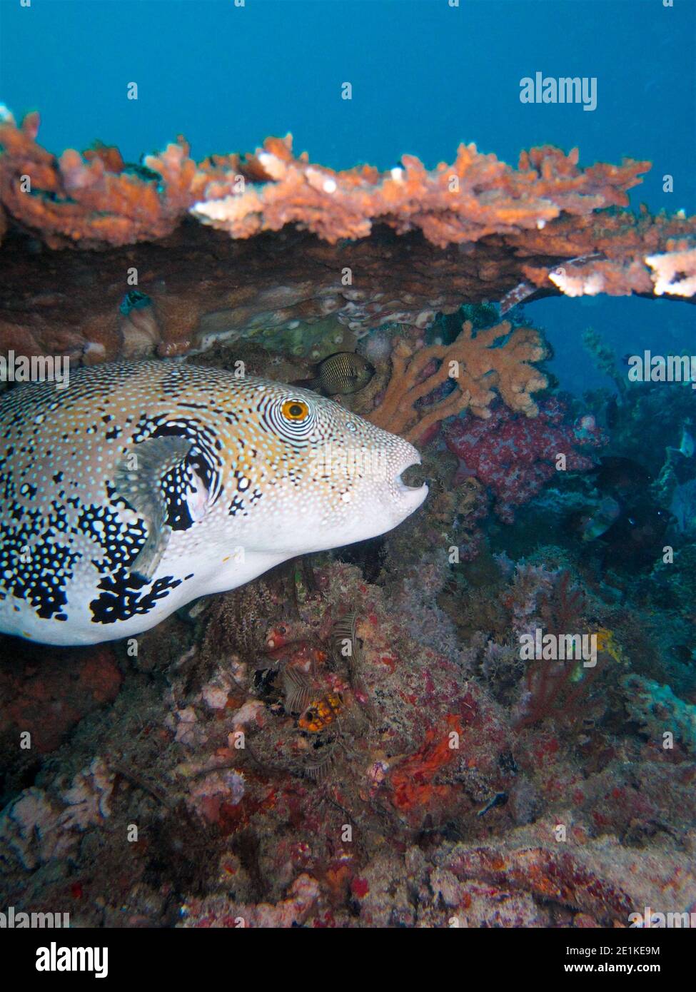 Bluespotted Puffer fish (Arothron caeruleopunctatus) under a table coral Stock Photo