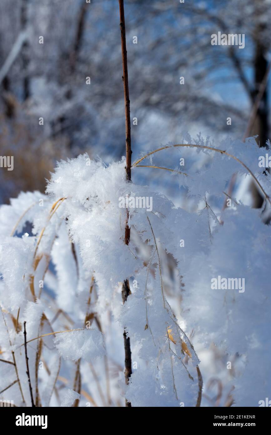 Frost on plants Stock Photo Alamy