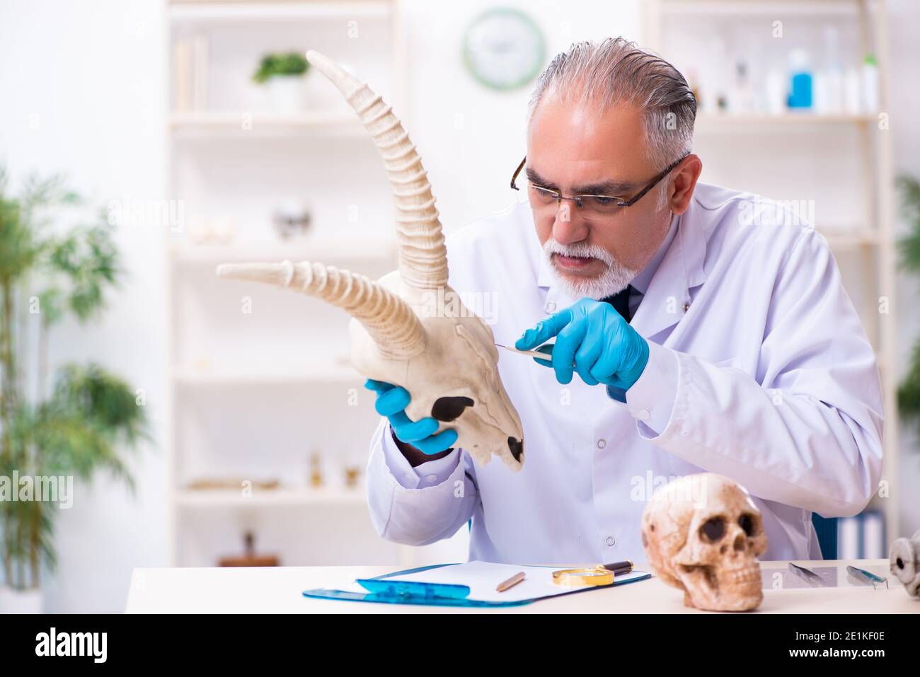 Old male paleontologist working in the lab Stock Photo