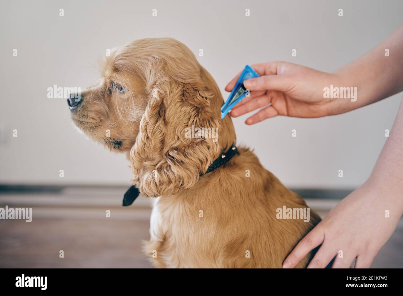 Where Are The Withers On A Dog