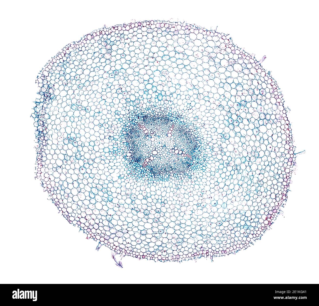 cross section cut under the microscope microscopic view of plant