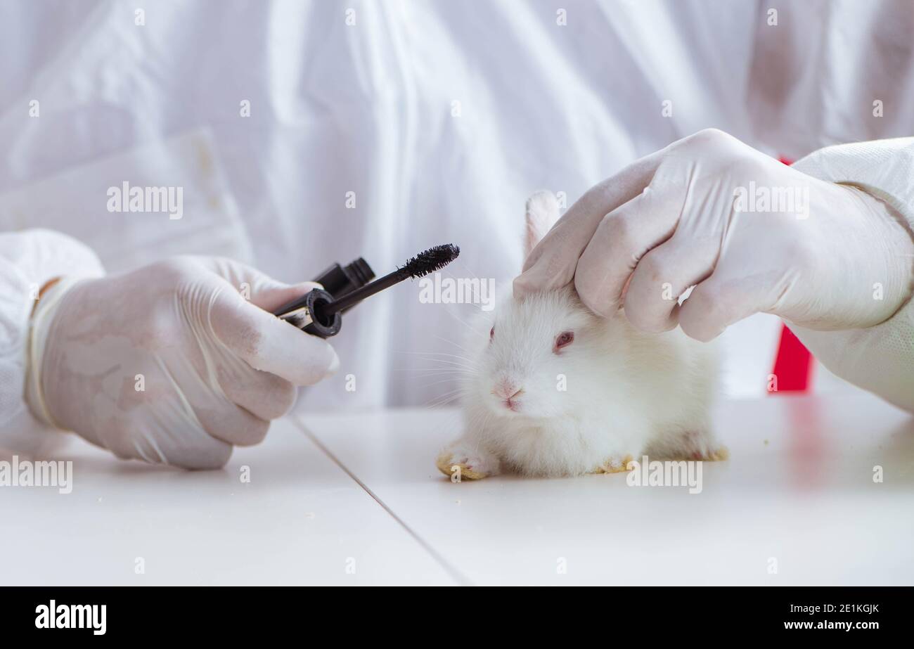 The white rabbit in scientific lab experiment Stock Photo - Alamy