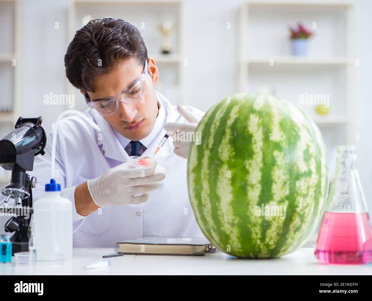 Watermelon Making Lab The scientist testing watermelon in lab Stock Photo - Alamy