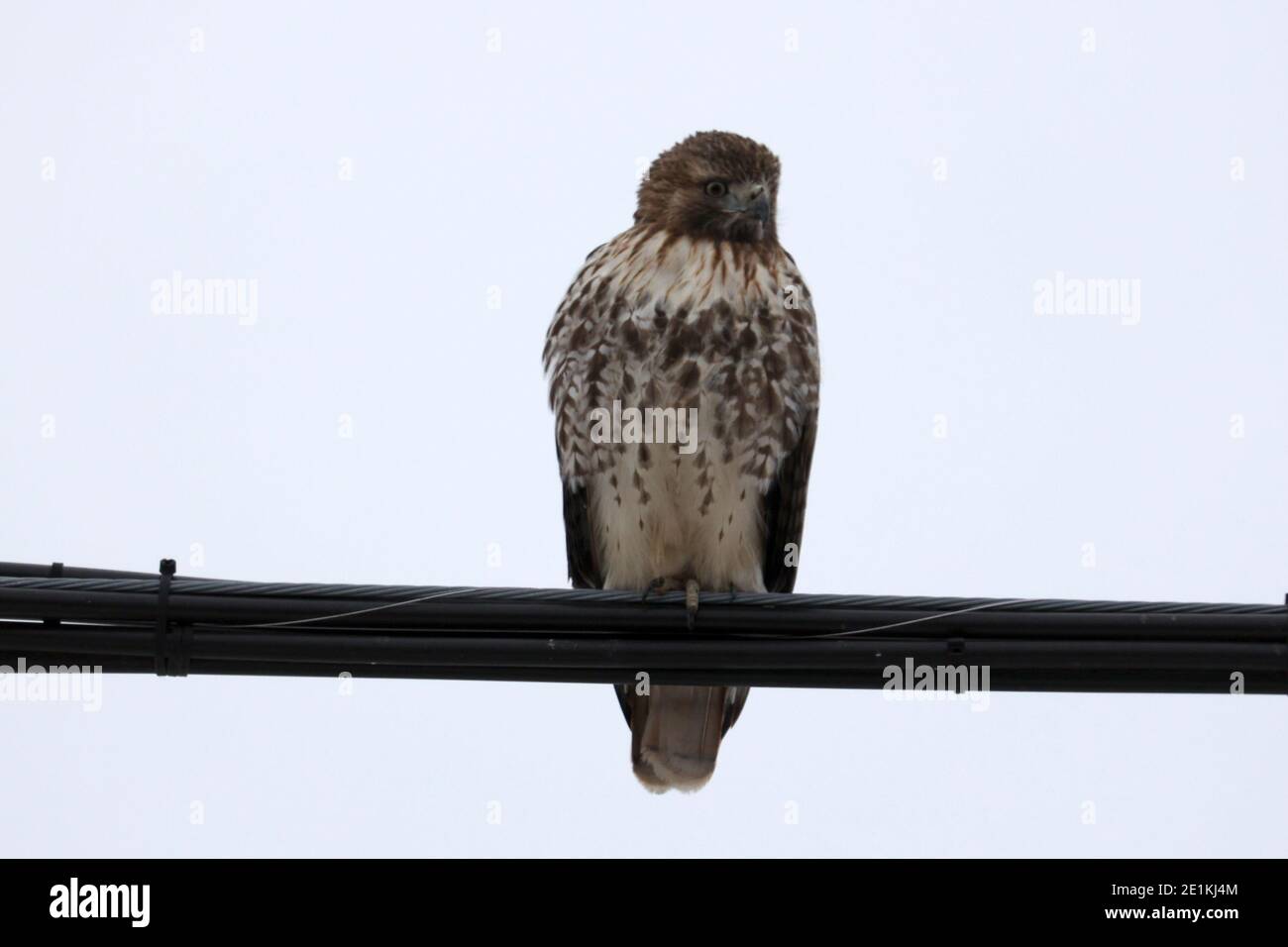 Red Tailed Hawk Juveniles flying and landing Stock Photo